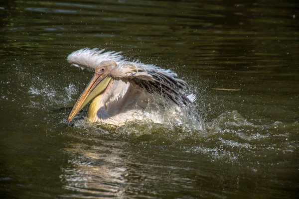 Pelican Badning Och Flaxar Med Sina Vingar — Stockfoto