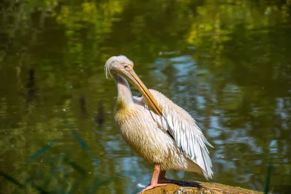 Schöne Pelikan Profil Portrait — Stockfoto