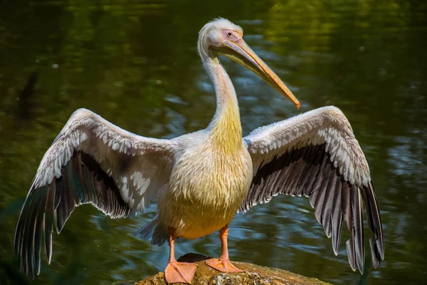 Pelikan Mit Geöffneten Flügeln — Stockfoto