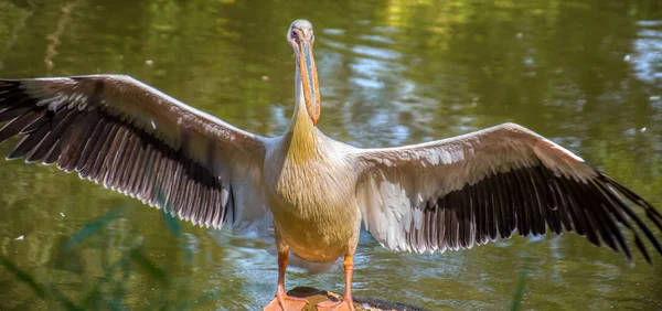 Pelikan Porträt Öffnet Seine Flügel — Stockfoto