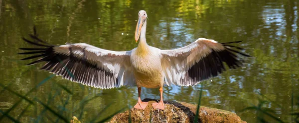 Pelican Porträtt Öppnar Sina Vingar — Stockfoto