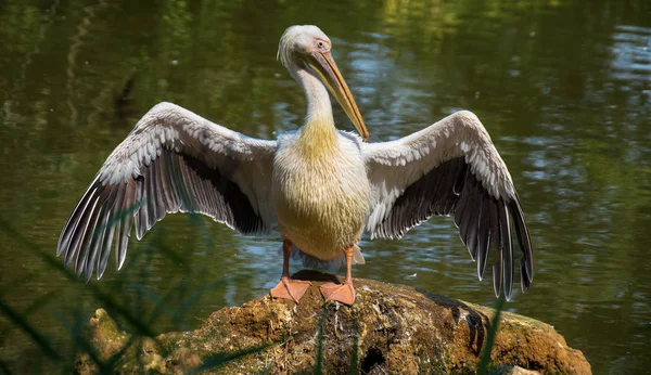 Pelikan Porträt Öffnet Seine Flügel — Stockfoto