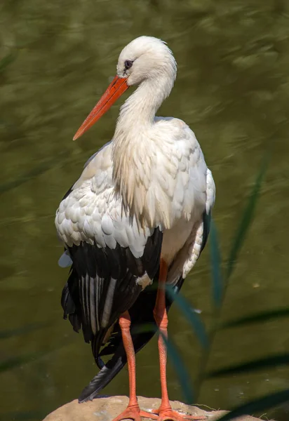 Vit Stork Ciconia Ciconia Närbild Porträtt — Stockfoto