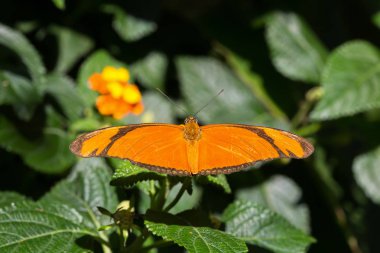 Güzel Julia Heliconian (Dryas Iulia) doğada izole kelebek