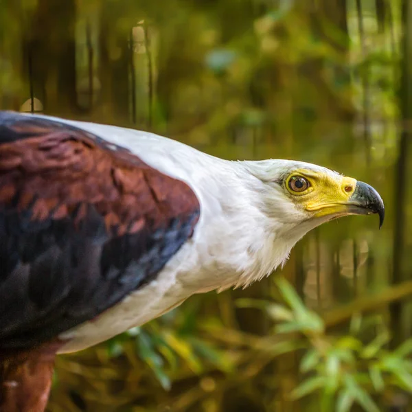 Golden Eagle Profiilin Muotokuva — kuvapankkivalokuva