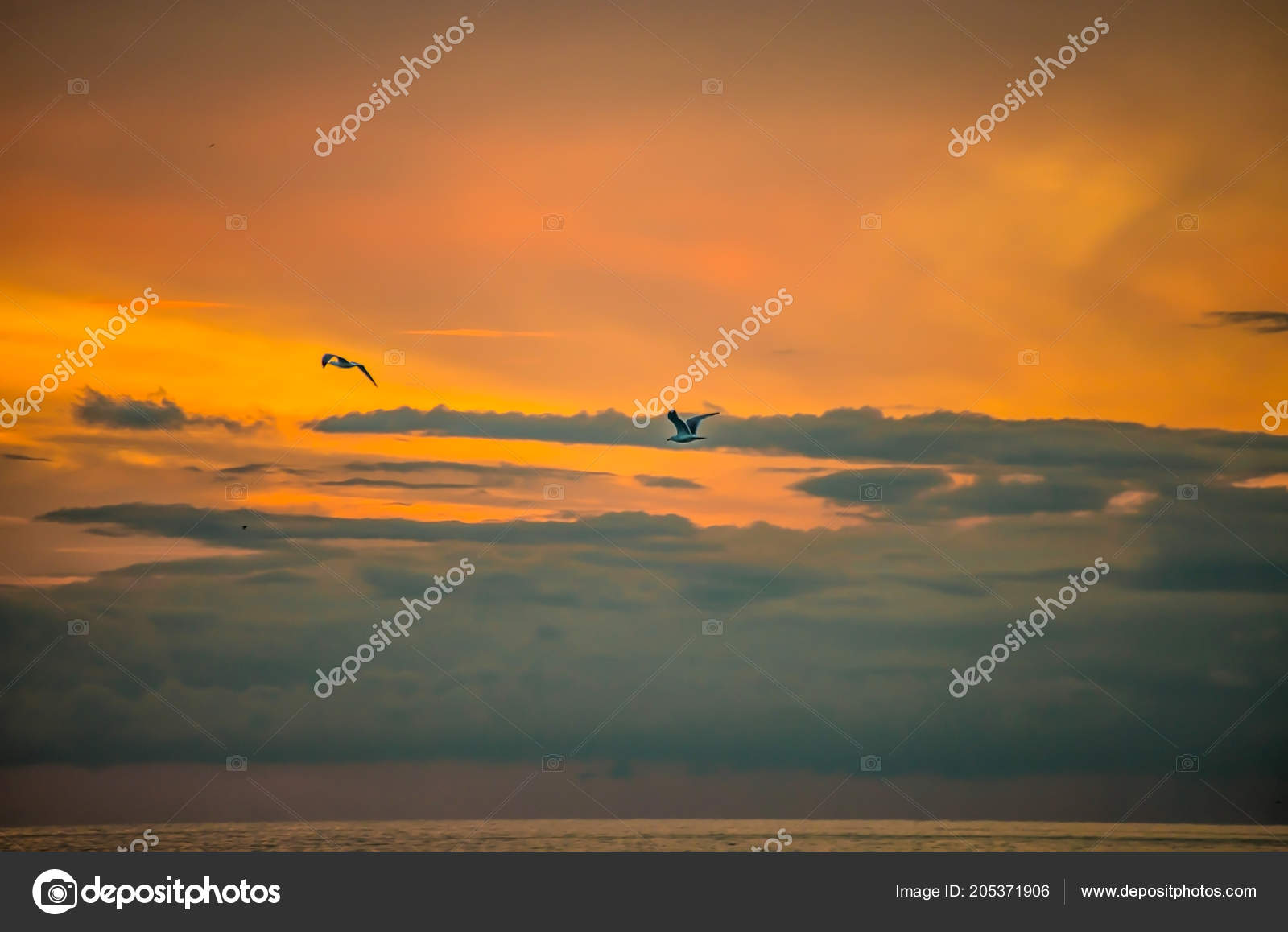 Gabbiani Che Volano Tramonto Sul Mare Cielo Nuvoloso Foto