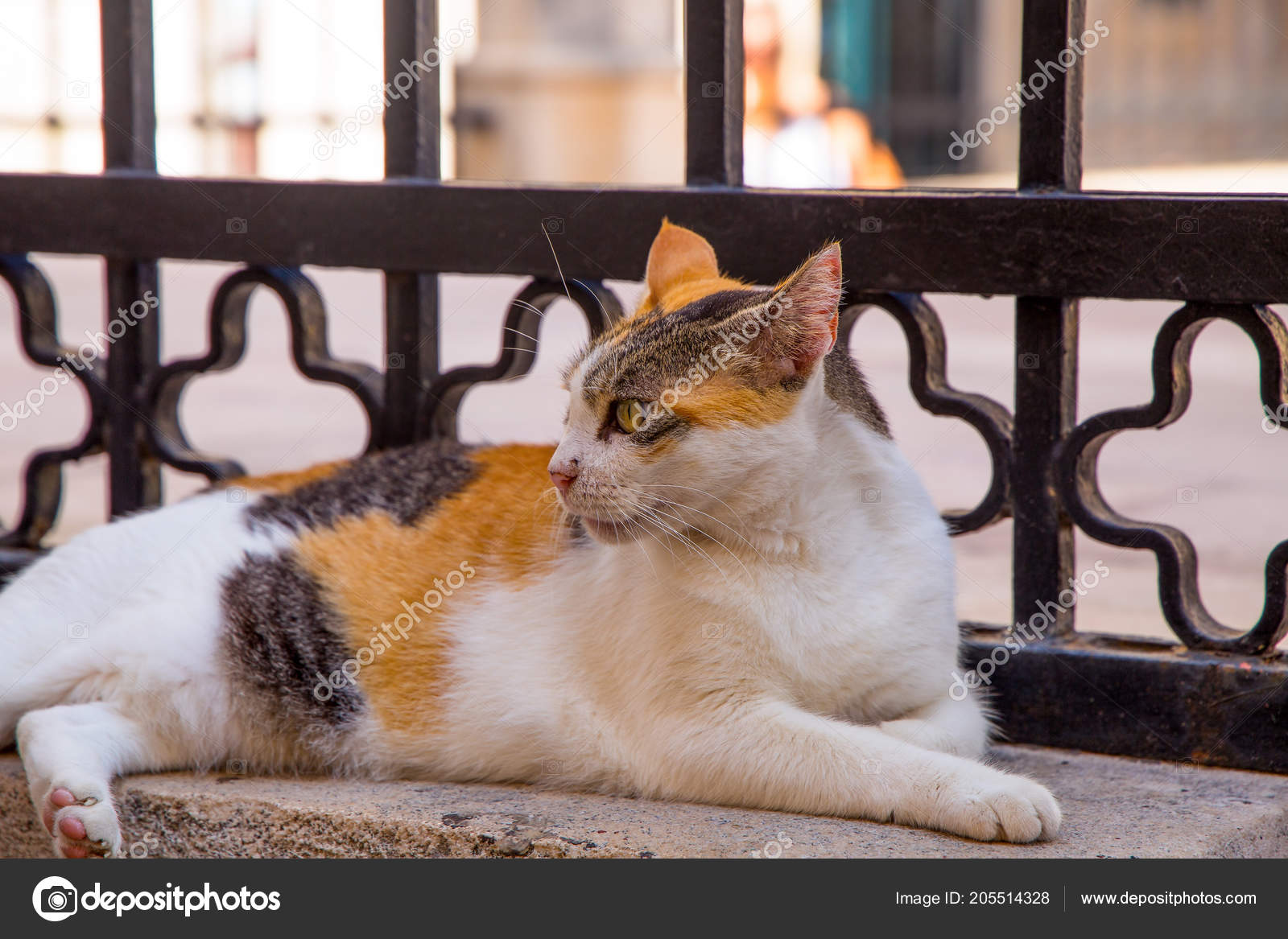 Calico Aegean Cat Cat And Dog Lovers