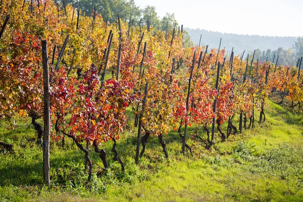 Осенью Листья Виноградника Приобретают Красивые Цвета — стоковое фото