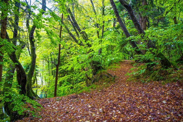Крытая Дорожка Листьев Лесу Осенью Плитвицкие Парки Хорватия — стоковое фото