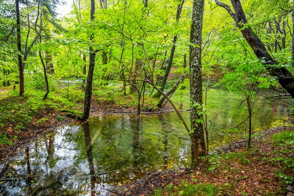 秋の時間に森の中の小さな湖 プリトヴィッツェ クロアチア パークス — ストック写真