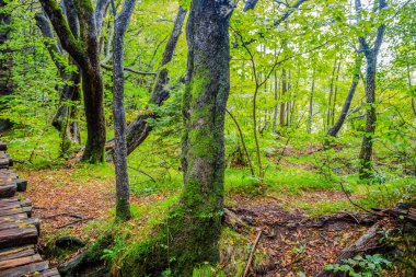 Sonbaharda bir ormandaki büyük ağaçlar / Plitvice Gölleri / Hırvatistan/Parklar