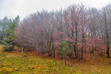 Orman kayın ve çam ağaçları sonbahar / woods / orman / sonbahar / İtalya