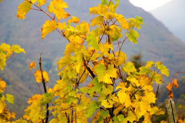 Üzüm yaprağı sonbaharda kapat
