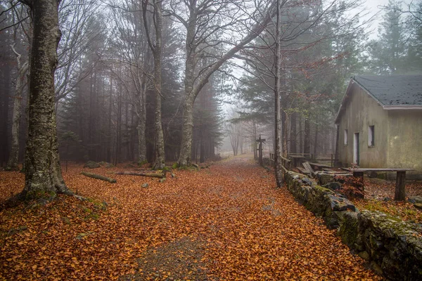 Isolated house in the beeches forest / woods/  old house / isolated / stone house / autumn / forest / fallen leaves