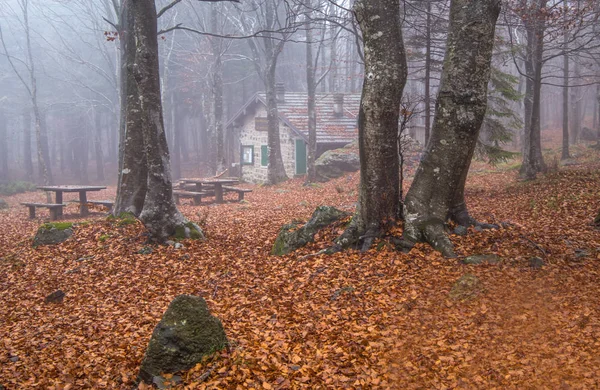 Isolated house in the beeches forest / woods/  old house / isolated / stone house / autumn / forest / fallen leaves