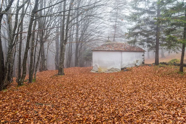 Small church in the woods /forest/  old church / isolated / stone church / autumn / forest / fallen leaves