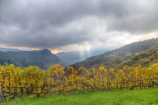 Барвисті Рядки Виноградник Вино Росте Осінній Italy Європи — стокове фото