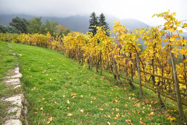 意大利 欧洲葡萄酒中五颜六色的葡萄园 — 图库照片