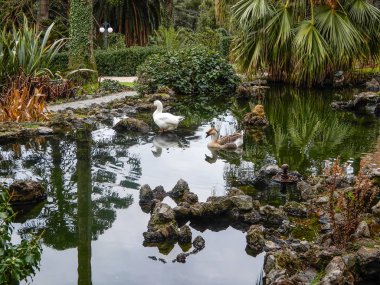 Park'ın havuzda yüzme ördekler