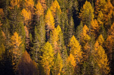 İlk ve sonbahar zamanında larches