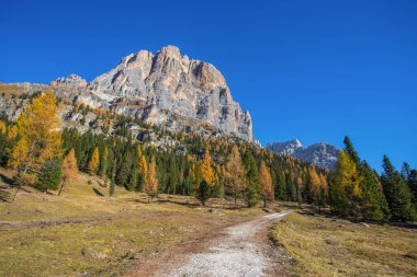 Dolomites, İtalya bir sonbahar peyzaj Falzarego geçişte Marnixkade arka plan üzerinde görünümü Tofane Dağları'nın. Dağlar, çam ağaçları ve her şeyden önce tipik sarı sonbahar renk varsayarak rengini değiştirmek larches.