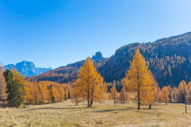 Sonbahar manzara modunda Dolomites, İtalya. Dağlar, çam ağaçları ve her şeyden önce tipik sarı sonbahar renk varsayarak rengini değiştirmek larches.