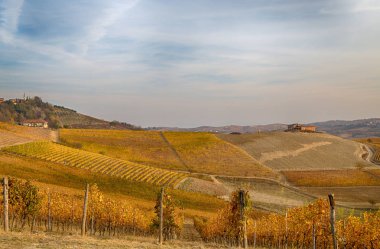 Tepelerinde üzüm bağları sonbaharda Piedmont (Piemonte), İtalya.