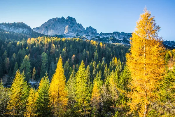 Podzimní Krajina Regionu Dolomity Itálie Hory Jedle Především Modřínů Které — Stock fotografie
