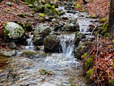 Sonbahar yatay, orman kayın ve dağ dere, Penna Mount, Aveto bölge Doğal Parkı, İtalya.