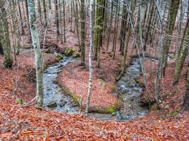 Sonbahar yatay, orman kayın ve dağ dere, Penna Mount, Aveto bölge Doğal Parkı, İtalya.