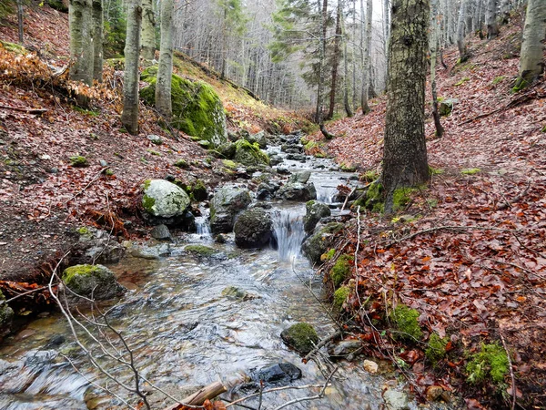 Höstigt Landskap Med Skog Bok Och Mountain Creek Penna Montera — Stockfoto