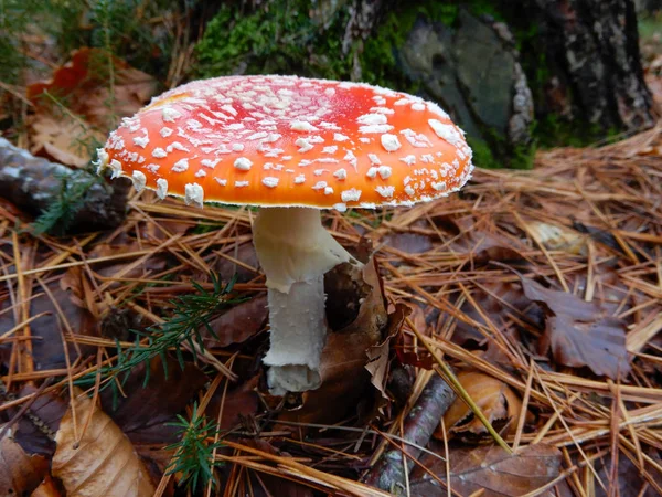 Amanita Muscaria Grzyb Bliska Lesie Buki Włochy — Zdjęcie stockowe