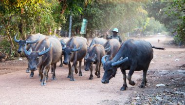 Bir kırsal köyde Buffalo Herd, Tayland.
