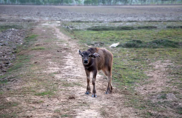 Búfalo Joven Aislado Fondo Campo — Foto de Stock