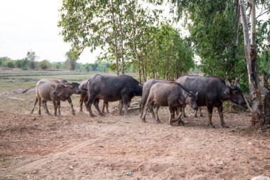 Bir kırsal köyde Buffalo Herd, Tayland.