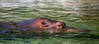 Su üzerinde su aygırı yakın