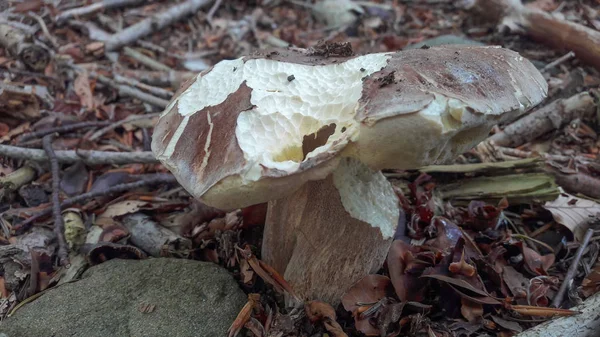 Närbild Boletus Aestivalis Svamp Det Kallas Också Som Summer Boletus — Stockfoto