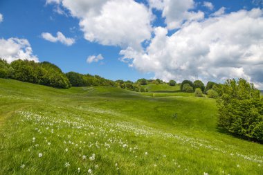 Antola Bölgesel Doğal Parkı, Liguria 'da Ceneviz İç Bölgesi ile Ligurian Apennines, İtalya arasında korunan bir doğal park.