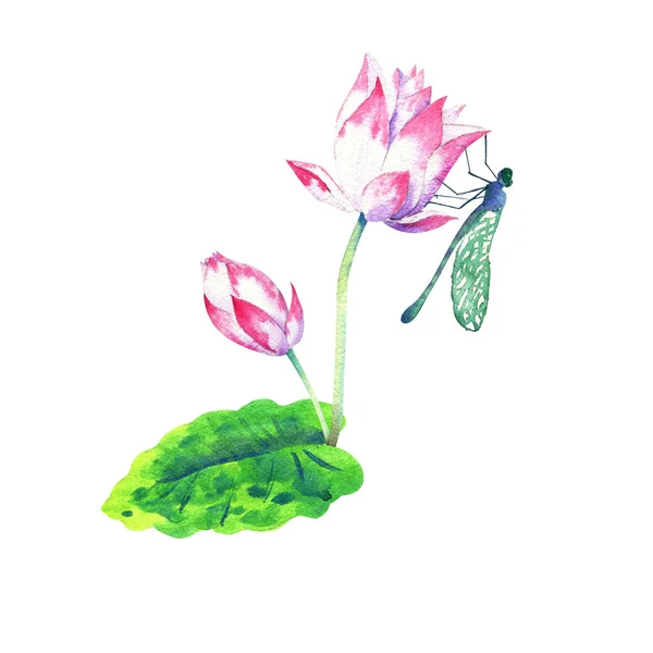 Pequena flor rosa de desenho de aquarela de lótus — Fotografia de Stock