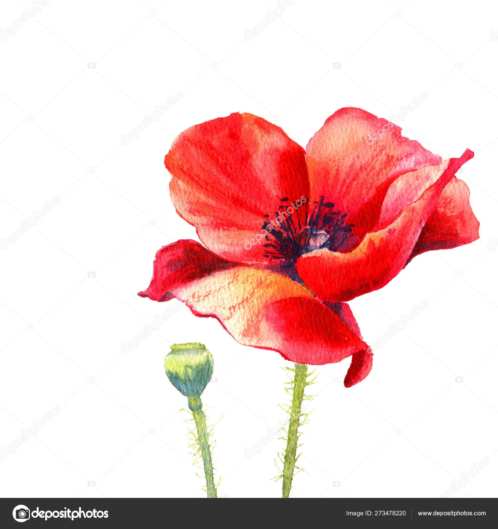 Watercolor painting poppy flower. Isolated flower on white