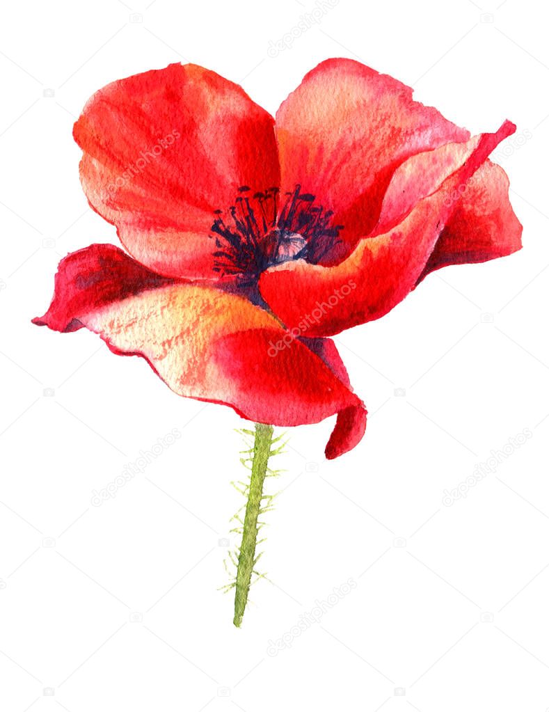 Watercolor painting poppy flower. Isolated flower on white background.