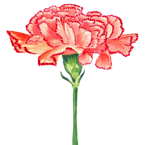 Clavel clavo rojo acuarela. Flor aislada sobre fondo blanco . — Foto de Stock