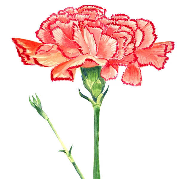 Clavel clavo rojo acuarela. Flor aislada y burgeon sobre fondo blanco . — Foto de Stock