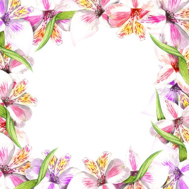 Çerçeve kenar lık süs karesi. Pembe alstroemeria buket çiçek botanik çiçekler. Yabani bahar yaprağı kır çiçeği. Suluboya arka plan illüstrasyon. Suluboya çizim moda aquarelle.