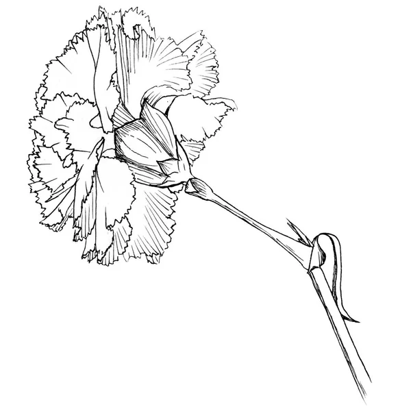 カーネーションの花を手描き。白い背景を持つ孤立したラインアート. — ストック写真