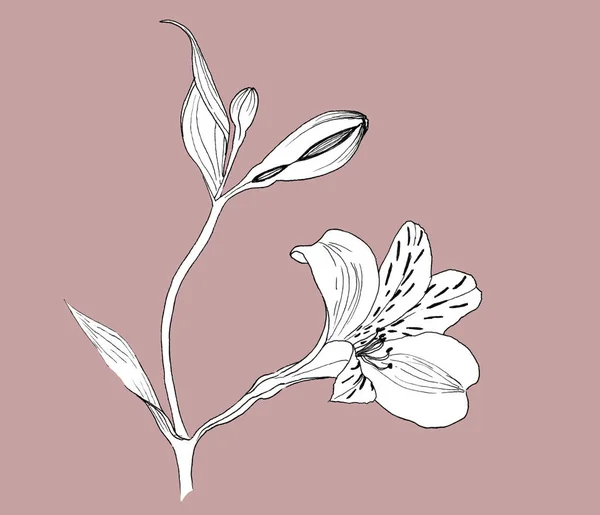 Alstroemeria flowers on a twig, white flowers on a dusty pink background, realistic botanical drawing by hand, ink. print for wallpaper, textiles, wrapping paper and other.