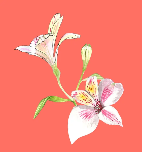 Alstroemeria flores en una ramita, flores de color rosa sobre un fondo de coral, dibujo botánico realista a mano, acuarela. impresión para papel pintado, textiles, papel de envolver y otros . — Foto de Stock