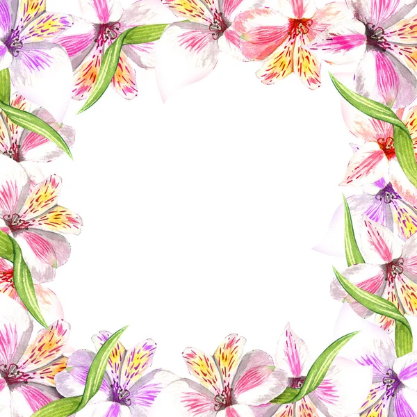 Quadro borda ornamento quadrado. Alstroemeria rosa buquê flores botânicas florais. Folha selvagem da primavera wildflower. ilustração fundo aquarela. Desenho aquarelle moda aquarelle . — Fotografia de Stock