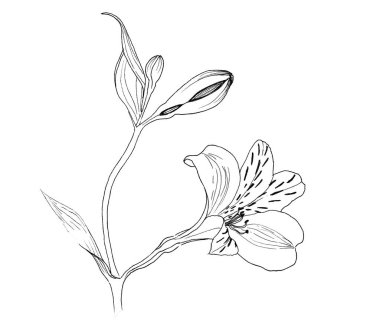 Alstroemeria bir dal üzerinde çiçekler, beyaz bir arka plan üzerinde beyaz çiçekler, elle gerçekçi botanik çizim, mürekkep. duvar kağıdı, tekstil, ambalaj kağıdı ve diğer.