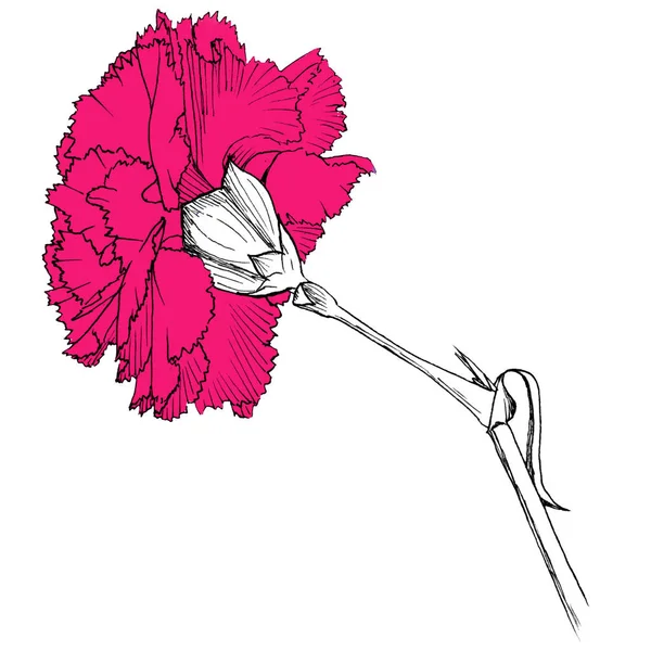 Dibujo a mano flores de clavel rosa. Arte de línea aislada con fondo blanco . —  Fotos de Stock